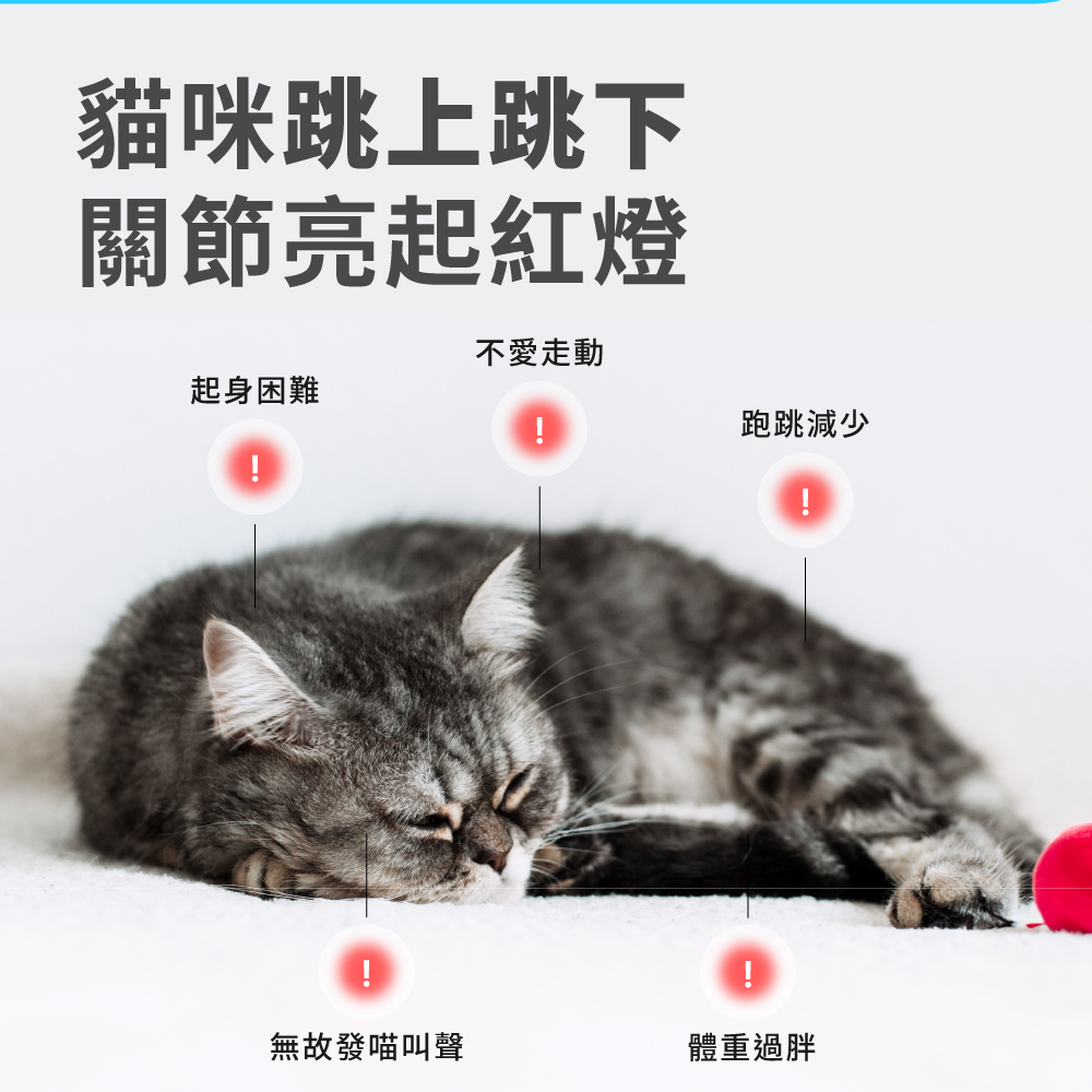 貓咪跳上跳下