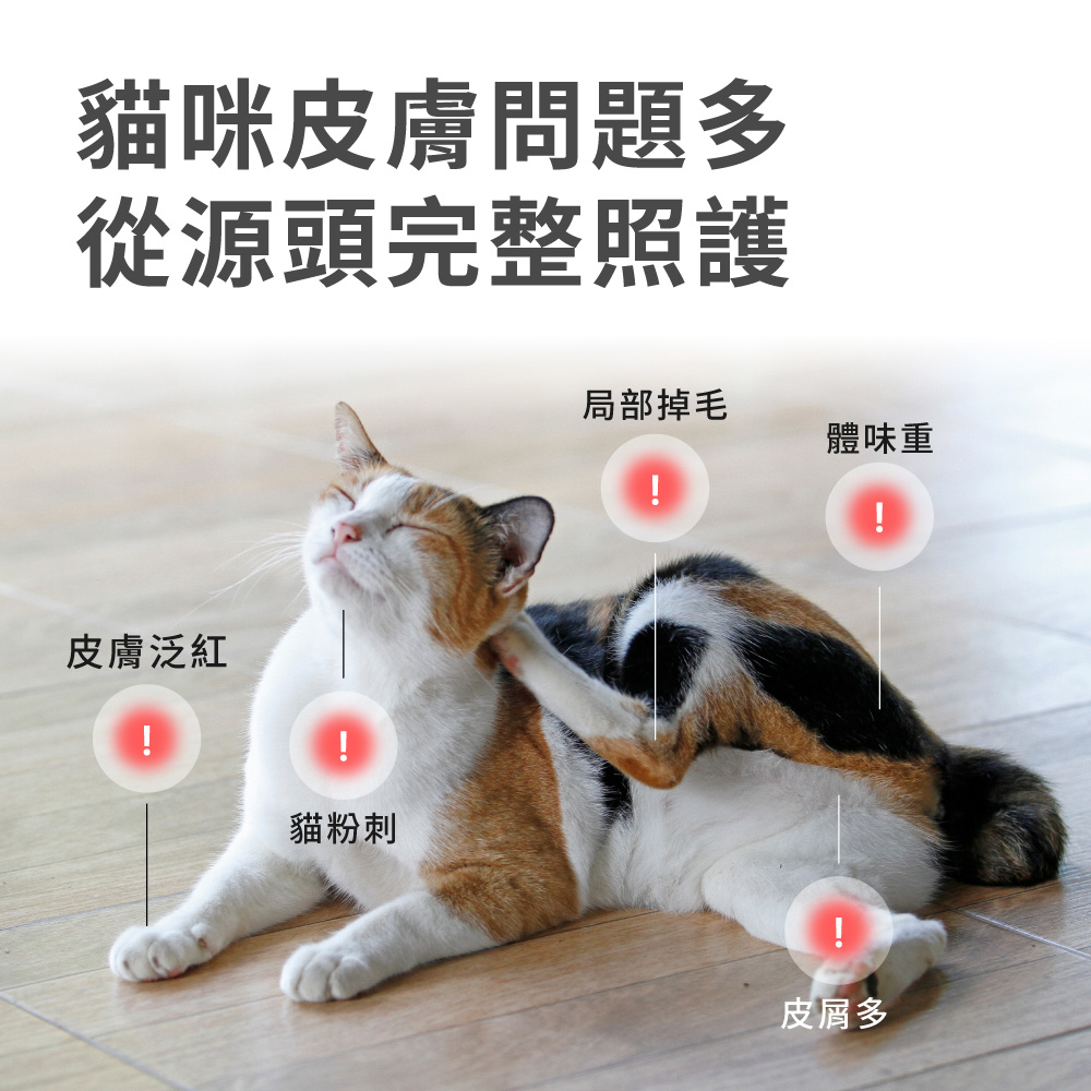貓咪皮膚問題多