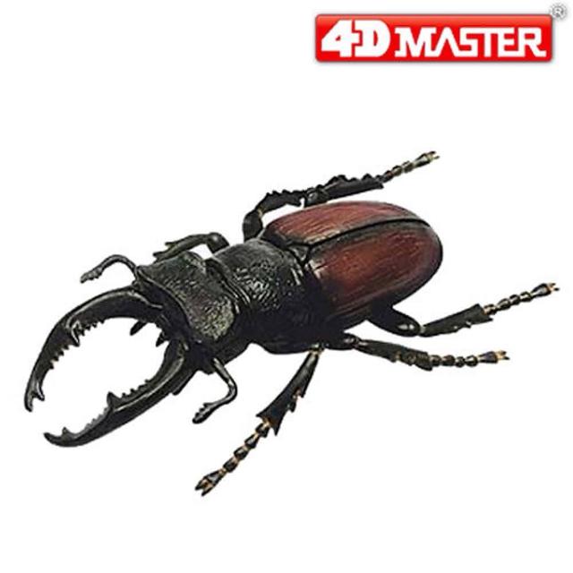 【4D MASTER】甲蟲系列-鍬形蟲 STAG BEETLE網路熱賣