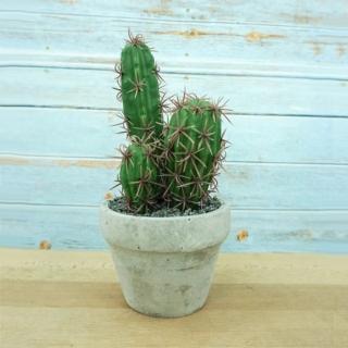 【Meric Garden】中型仿真多肉療癒盆栽(仙人柱)