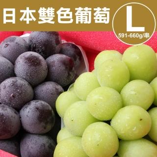 【甜露露-中秋禮盒】日本雙色葡萄麝香+長野紫葡萄L(591-660g/串)