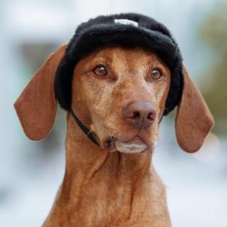 【CANADA POOCH】狗仔隊毛棒球帽-黑色(寵物帽-Pawparazzi Cap Black)