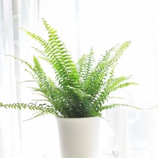 【微糖花植間】波士頓植物組(植物盆栽)