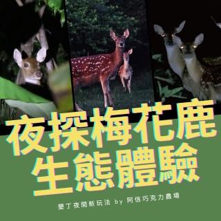 【阿信巧克力農場】夜探梅花鹿活動券(墾丁)