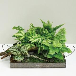 【CNFlower 西恩】免運專人專車配送限台北市 森林家宴 綜合款B(送禮/植栽/植物/觀葉植物/多肉)