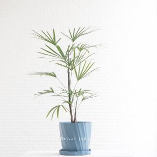 【微糖花植間】渡假風-細葉棕櫚植物組(植物盆栽)