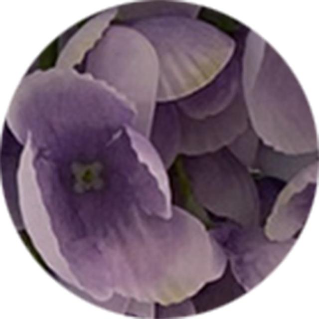 【園藝世界】藤の花-2束(藤花 人造花束)