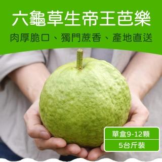 【農頭家】六龜草生帝王芭樂5斤裝(單盒9-12顆)