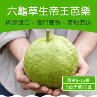 【農頭家】六龜草生帝王芭樂5斤裝雙盒組(單盒9-12顆)