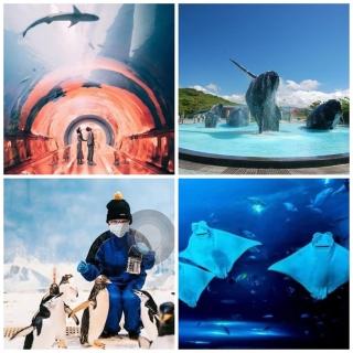 【屏東海洋生物博物館】9/2限定！(海生館門票4張)