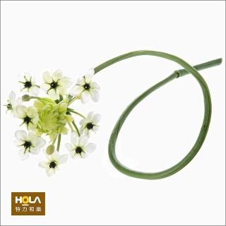 【HOLA】伯利恆之星 單支