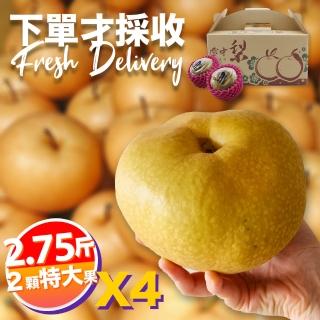 【下單才採最新鮮】卓蘭秀品寶島甘露特大顆水梨2.75斤2顆入X4(黃金時間採收 風味更獨特)