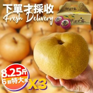 【下單才採最新鮮】卓蘭秀品寶島甘露特大顆水梨8.25斤6顆入X3(黃金時間採收 風味更獨特)