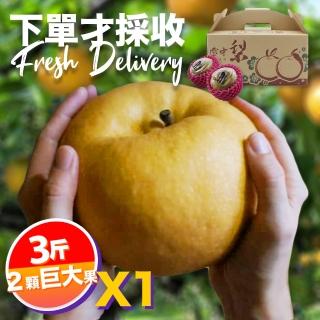【下單才採最新鮮】卓蘭秀品寶島甘露巨大顆水梨3斤2顆入(黃金時間採收 風味更獨特)