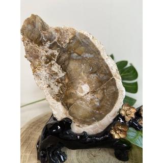 【Cocozy世界水晶原礦】木化石片(千年杉木化石)