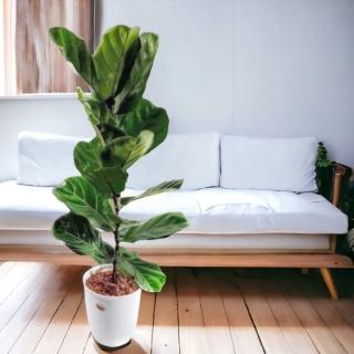 【玠森工坊】簡約琴葉榕盆栽(室內植物 觀葉植物 禮物盆栽)