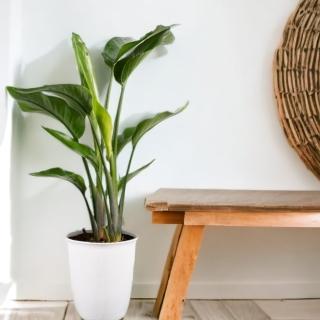 【玠森工坊】簡約白花天堂鳥盆栽(室內植物 觀葉植物 禮物盆栽)