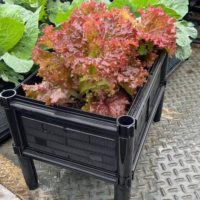【田園樂】育材單層雙連通架高一節種植箱 60*45*31.5cm(組合種植箱種菜箱/籃耕離地栽培/)
