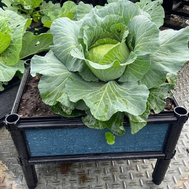 【田園樂】育材單層雙連通架高一節種植箱 60*45*31.5cm(組合種植箱種菜箱/籃耕離地栽培/)