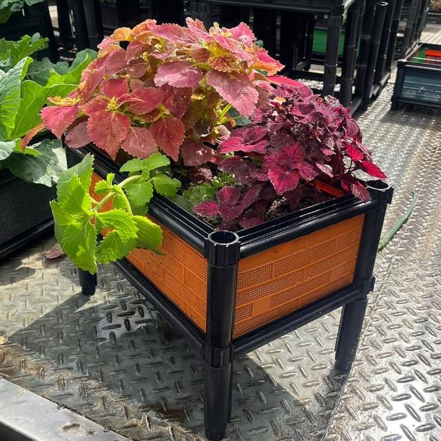 【田園樂】育材單層雙連通架高一節種植箱 60*45*31.5cm(組合種植箱種菜箱/籃耕離地栽培/)