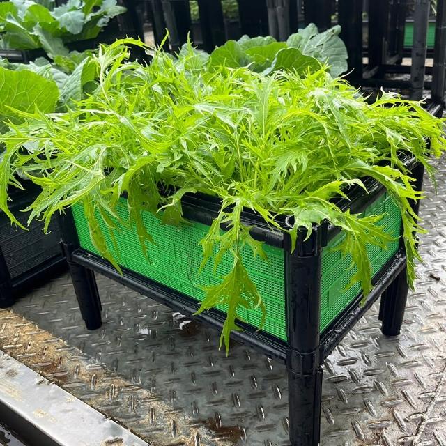 【田園樂】育材單層雙連通架高一節種植箱 60*45*31.5cm(組合種植箱種菜箱/籃耕離地栽培/)