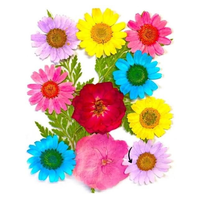 【A-ONE 匯旺】乾燥壓花 押花材料 永生花 植物花卉 手賬手工裝飾 DIY花朵 壓花材料包