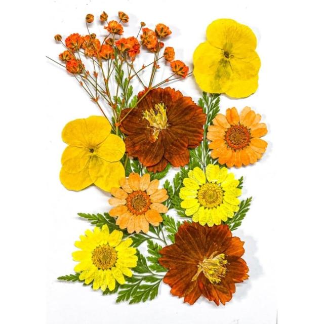 【A-ONE 匯旺】乾燥壓花 押花材料 永生花 植物花卉 手賬手工裝飾 DIY花朵 壓花材料包