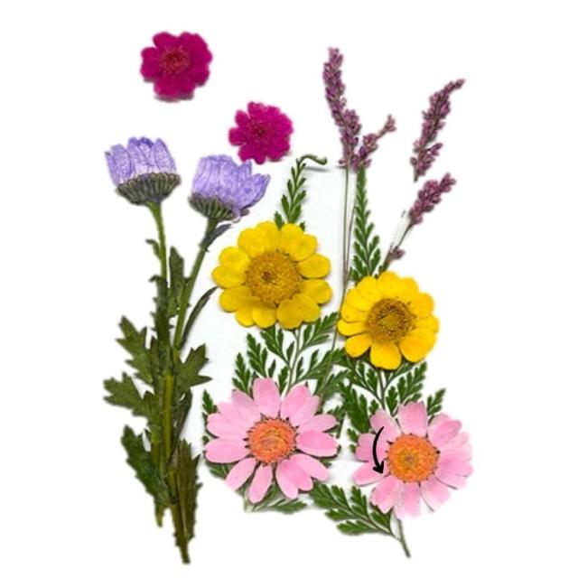 【A-ONE 匯旺】乾燥壓花 押花材料 永生花 植物花卉 手賬手工裝飾 DIY花朵 壓花材料包