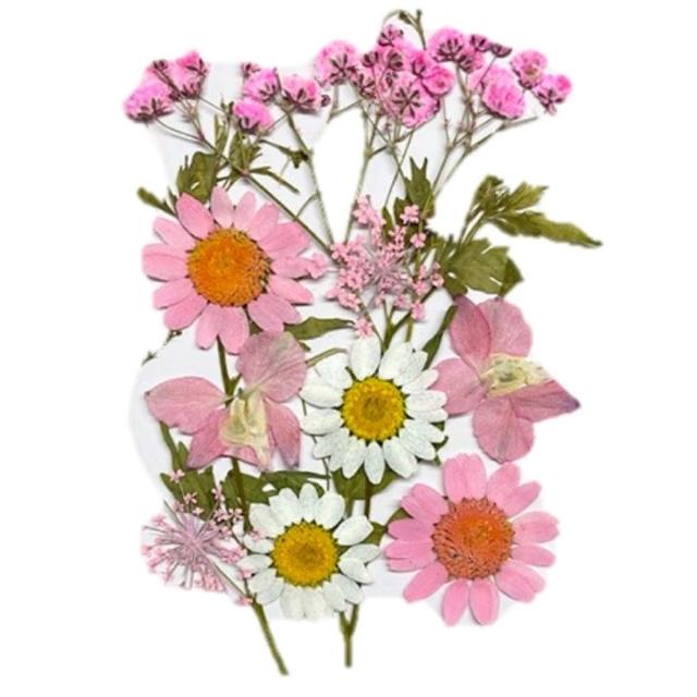 【A-ONE 匯旺】乾燥壓花 押花材料 永生花 植物花卉 手賬手工裝飾 DIY花朵 壓花材料包