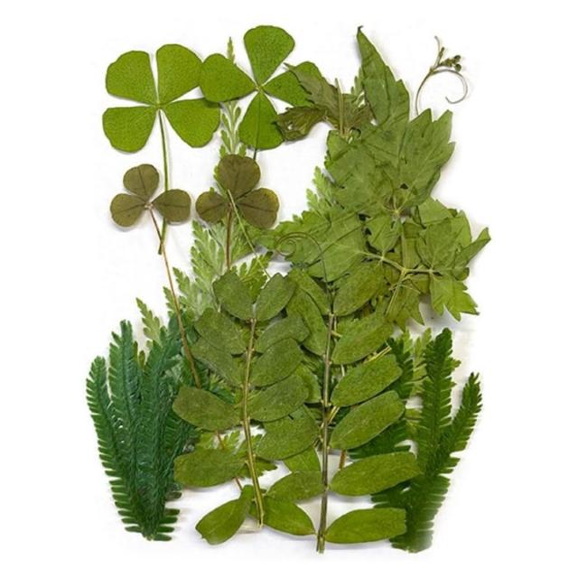 【A-ONE 匯旺】乾燥壓花 押花材料 永生花 植物花卉 手賬手工裝飾 DIY花朵 壓花材料包