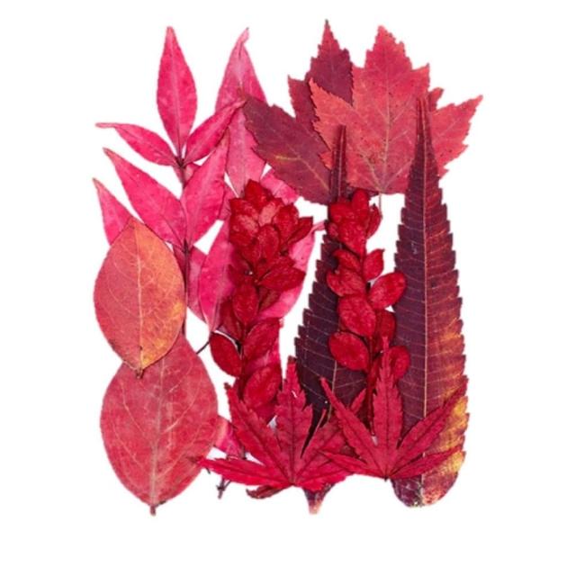 【A-ONE 匯旺】乾燥壓花 押花材料 永生花 植物花卉 手賬手工裝飾 DIY花朵 壓花材料包