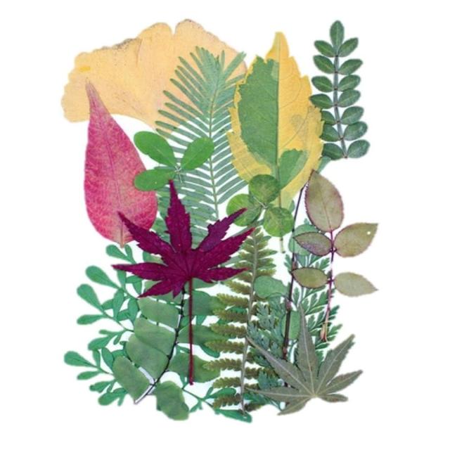 【A-ONE 匯旺】乾燥壓花 押花材料 永生花 植物花卉 手賬手工裝飾 DIY花朵 壓花材料包