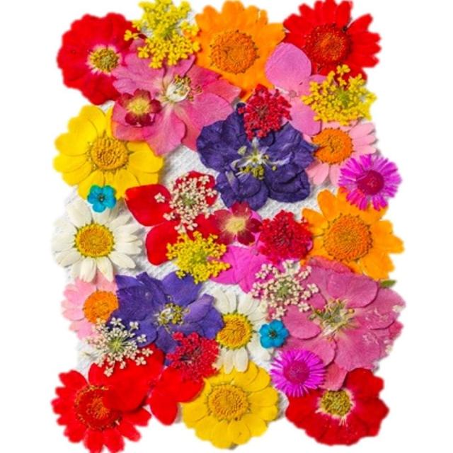 【A-ONE 匯旺】真花壓花 乾燥花 拼貼 貼臉裝飾 新娘妝 少女寫真DIY 壓花材料包