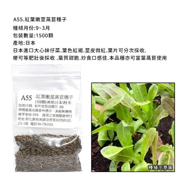 【蔬菜工坊】新手秋冬可栽培短期收成葉菜類種子系列(各包裝數量詳見內文及圖片)