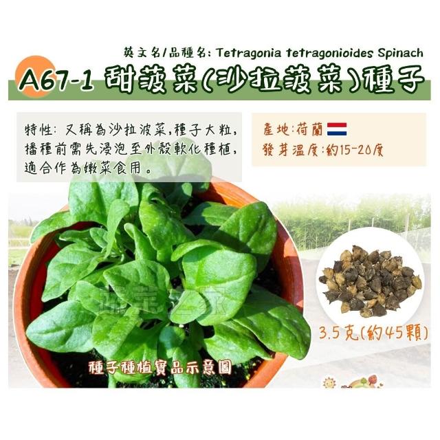 【蔬菜工坊】新手秋冬可栽培短期收成葉菜類種子系列(各包裝數量詳見內文及圖片)