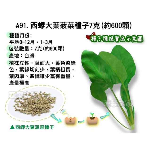 【蔬菜工坊】新手秋冬可栽培短期收成葉菜類種子系列(各包裝數量詳見內文及圖片)