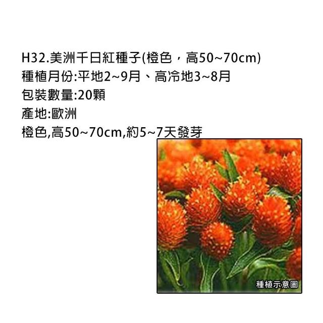 【蔬菜工坊】春秋可栽培花卉種子系列-各包裝數量詳見內文及圖片(蜀葵 雁來紅 鼠尾草 彩葉草 松葉牡丹)