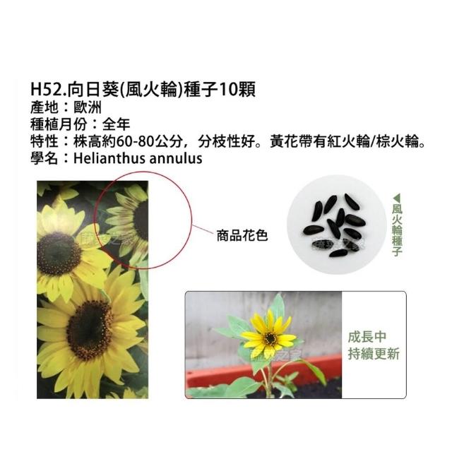 【蔬菜工坊】春秋可栽培花卉種子系列-各包裝數量詳見內文及圖片(蜀葵 雁來紅 鼠尾草 彩葉草 松葉牡丹)