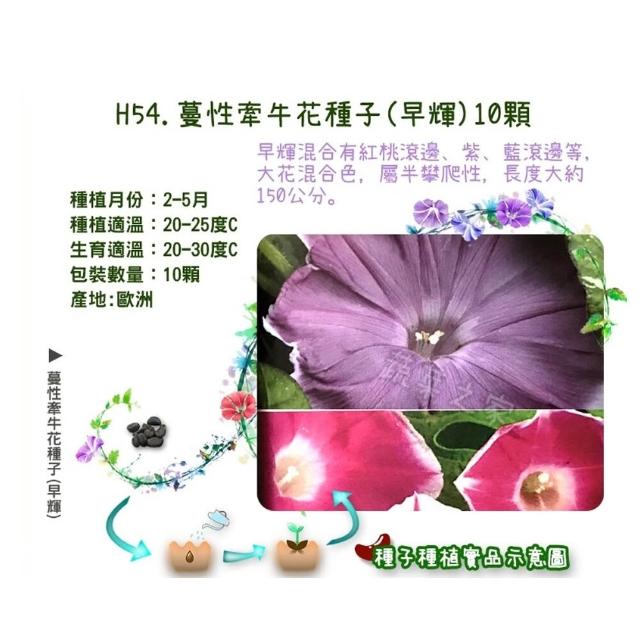 【蔬菜工坊】春秋可栽培花卉種子系列-各包裝數量詳見內文及圖片(蜀葵 雁來紅 鼠尾草 彩葉草 松葉牡丹)