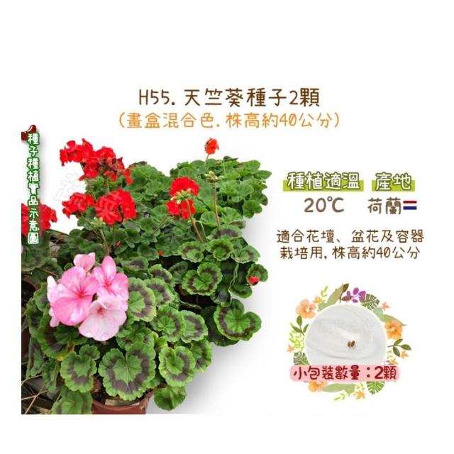 【蔬菜工坊】春秋可栽培花卉種子系列-各包裝數量詳見內文及圖片(蜀葵 雁來紅 鼠尾草 彩葉草 松葉牡丹)