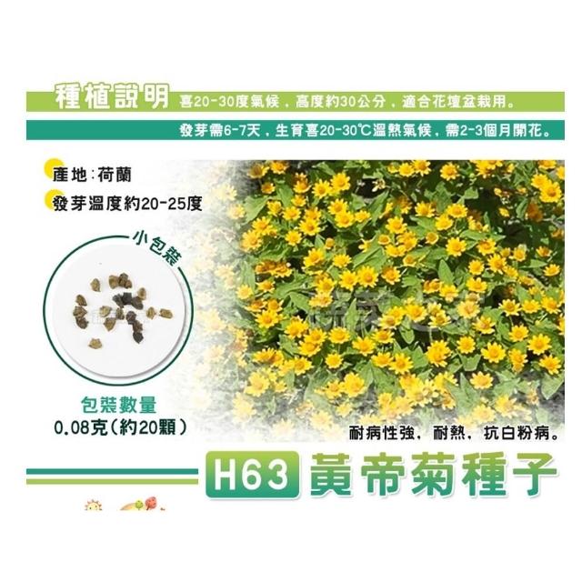 【蔬菜工坊】春秋可栽培花卉種子系列-各包裝數量詳見內文及圖片(蜀葵 雁來紅 鼠尾草 彩葉草 松葉牡丹)