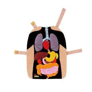 【兒童學習的好助手】人體器官布圍裙(No.14606/教具)