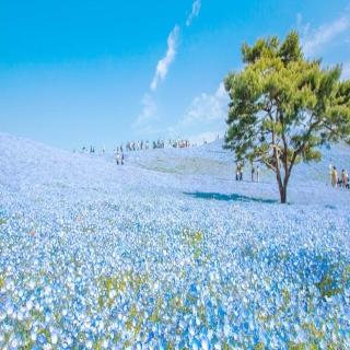 【喜鴻假期】★花漾東京．輕井澤慢旅５日★足利紫藤、富士芝櫻、常陸粉蝶、敘敘苑燒肉、螃蟹溫泉